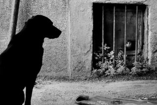 Connaître le cobaye : comportement, soins et alimentation