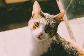 Chat intérieur ou extérieur : avantages et risques de chaque mode de vie