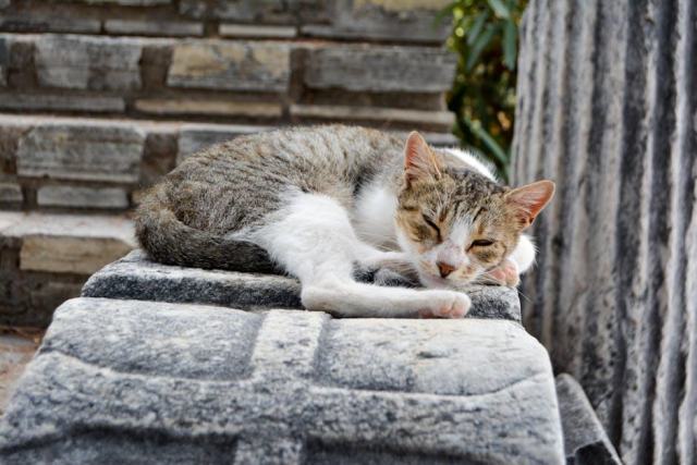 Brosser, baigner, tailler : le toilettage de votre chien ou chat étape par étape Brosser, baigner, tailler : le toilettage de votre chien ou chat étape par étape