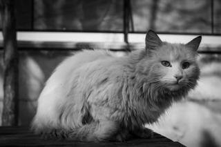 Races de chats : caractère, entretien et choix selon votre vie