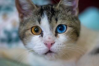 Santé chat : vaccins, stérilisation et maladies à surveiller