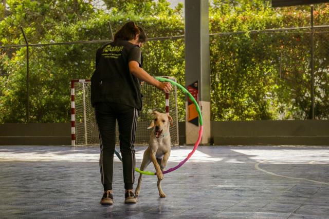 Faire du sport avec son chien : agility, canicross et autres disciplines Faire du sport avec son chien : agility, canicross et autres disciplines