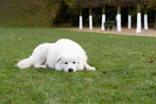 Sport avec son chien : agility, canicross et activités canines