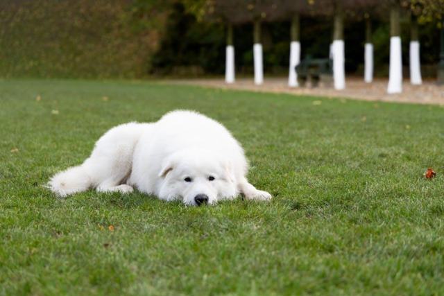 Faire du sport avec son chien : agility, canicross et autres disciplines
