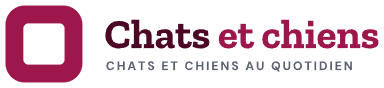 Chats et chiens