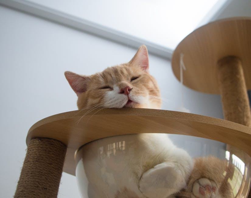 Accessoires animaux : équipements essentiels pour chiens et chats