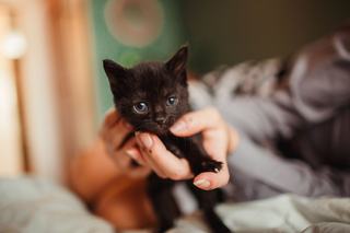 Adopter un chaton : âge, sevrage et premières semaines