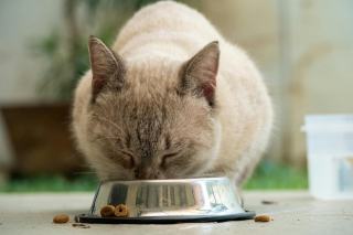 Alimentation chat : bien nourrir votre félin au quotidien