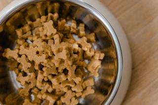 Alimentation chien et chat senior : besoins nutritionnels adaptés