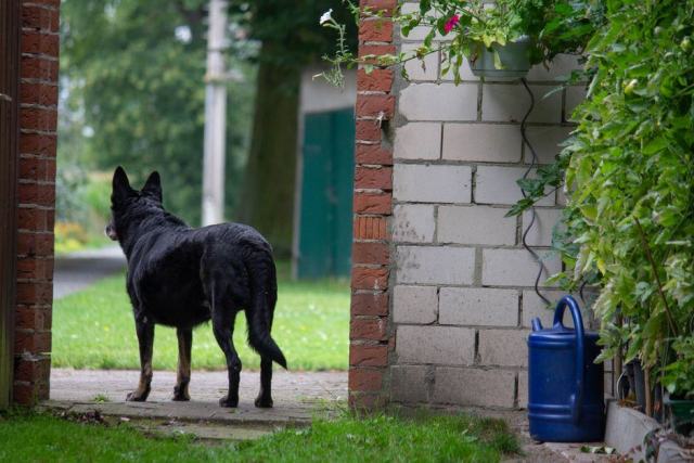 Un chien resté seul à la maison Chien couché près de la porte d'entrée, seul dans le salon