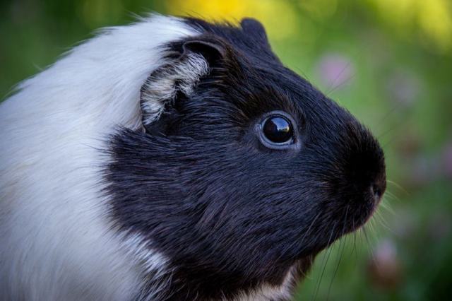Tout savoir sur le cobaye pour bien s'en occuper cobaye chien