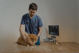 Assurance animaux : mutuelle chien et chat, comment choisir