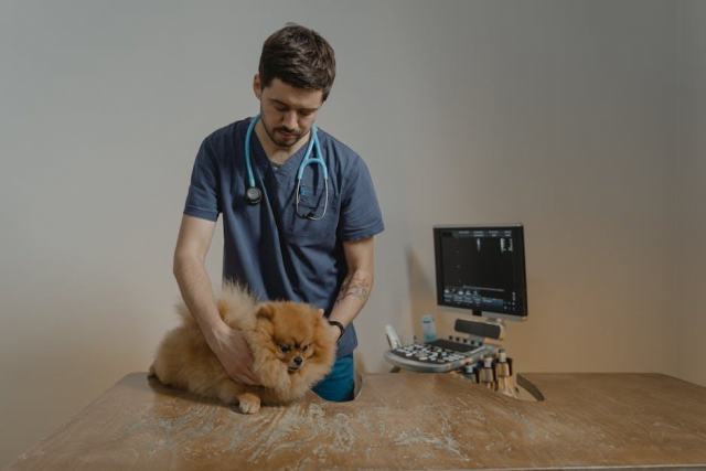 Mutuelle chien et chat : comprendre et choisir son assurance animaux Mutuelle chien et chat : comprendre et choisir son assurance animaux