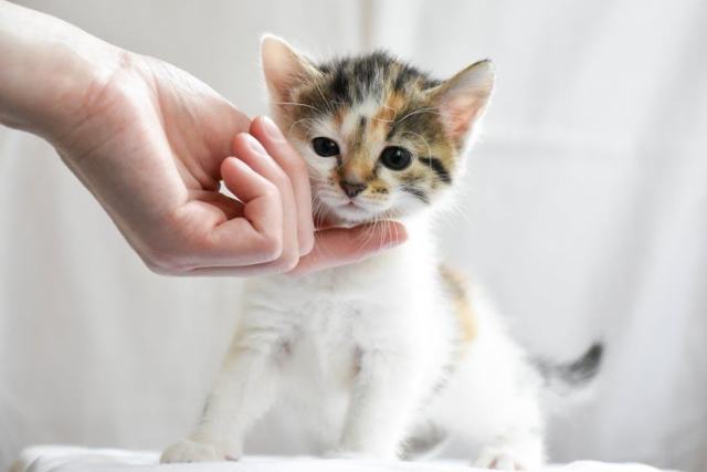 Accueillir un chat ou un chaton à la maison : ce qu'il faut savoir avant Accueillir un chat ou un chaton à la maison : ce qu'il faut savoir avant