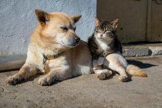 Cohabitation chat et chien : réussir l'introduction progressivement