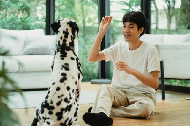 Obéissance canine : enseigner les ordres de base par le renforcement positif Obéissance canine : enseigner les ordres de base par le renforcement positif
