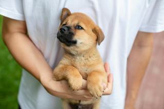 Adopter un chiot : préparation, choix et premières semaines