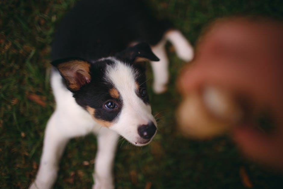 Éducation chiot : méthodes positives pour bien démarrer