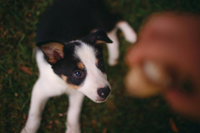 Éduquer son chiot dès les premiers jours : bases et méthodes efficaces Éduquer son chiot dès les premiers jours : bases et méthodes efficaces