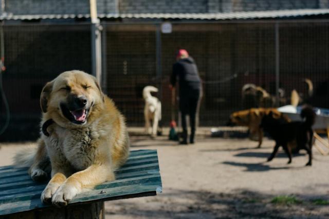 Faire garder son chien ou son chat : pension, pet-sitter et famille d'accueil Faire garder son chien ou son chat : pension, pet-sitter et famille d'accueil