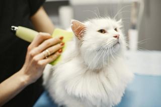 Toilettage chien et chat : entretien du pelage à domicile