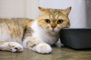 Les règles de la litière du chat, du bac au nettoyage
