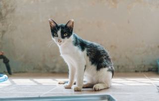 Chat qui urine à côté : le vétérinaire avant le comportement