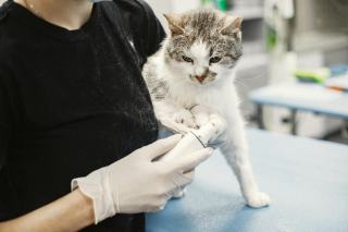 Maladies fréquentes du chat : symptômes et traitements