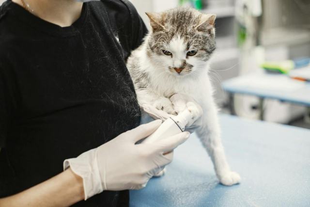 Maladies fréquentes chez le chat : symptômes à surveiller et traitements Maladies fréquentes chez le chat : symptômes à surveiller et traitements