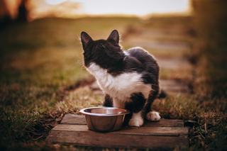 Nourriture humide pour chat, ce qu'elle change