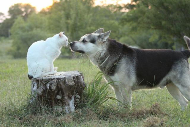 Votre guide complet pour les chats et les chiens Votre guide complet pour les chats et les chiens