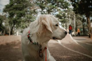 Vétérinaire passant un lecteur sur le cou d'un chien