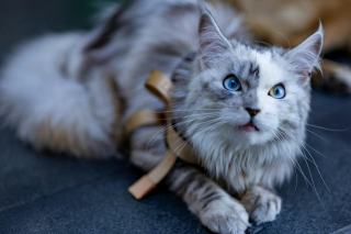 Races de chats : caractère, entretien et choix selon votre vie