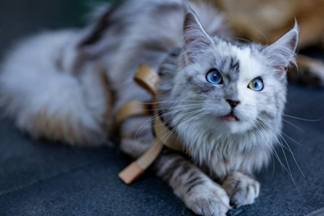 Quelle race de chat convient le mieux à votre quotidien ? Quelle race de chat convient le mieux à votre quotidien ?