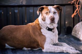 Races de chiens : guide pour choisir la race qui vous convient