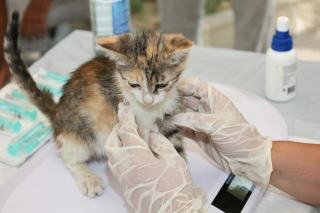 Santé chat : vaccins, stérilisation et maladies à surveiller