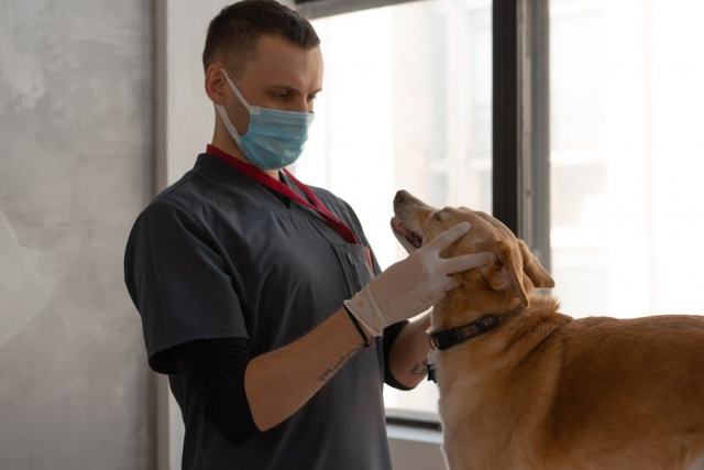 Prendre soin de la santé de votre chien tout au long de sa vie Prendre soin de la santé de votre chien tout au long de sa vie