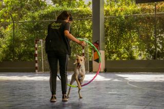 Sport avec son chien : agility, canicross et activités canines