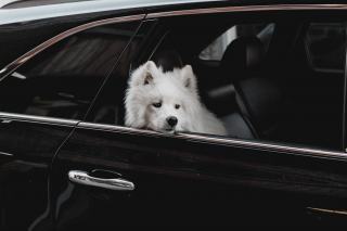 Voyager avec son animal : chien ou chat en voiture et en avion