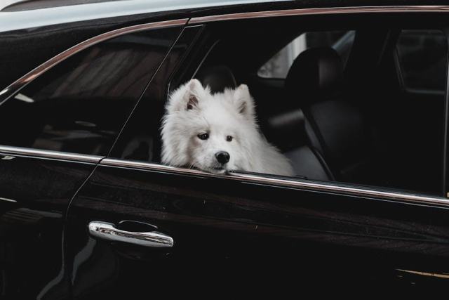Chien ou chat en voyage : préparation, transport et réglementation Chien ou chat en voyage : préparation, transport et réglementation